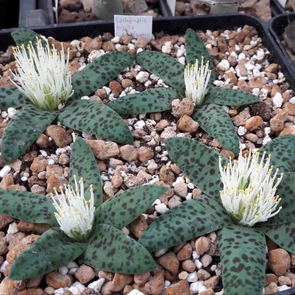 Изображение цветущие растения