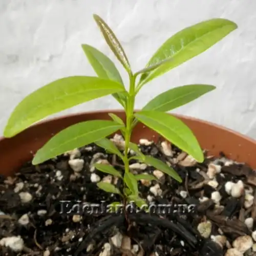 Изображение сеянец