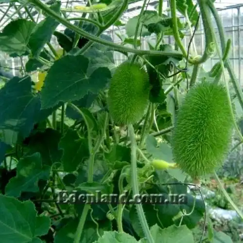 Изображение Огурец ворсянковый  - Cucumis dipsaceus