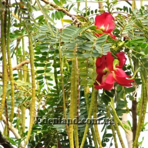 Изображение цветы и стручки