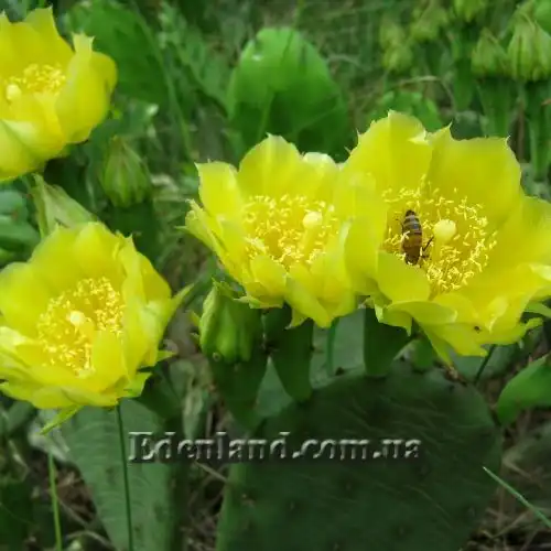 Зображення Опунція стисла - Оpuntia compressa