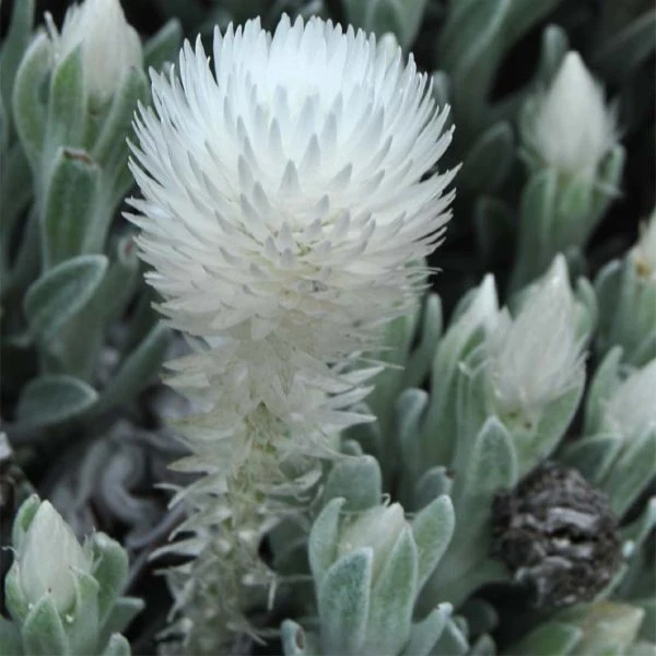 Изображение Синкарфа одетая  - Syncarpha vestita 