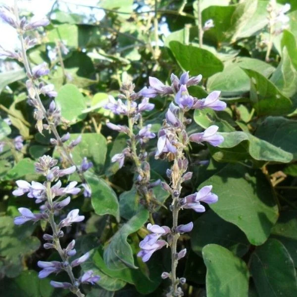 Изображение Пахиризус вырезной   - Pachyrhizus erosus 