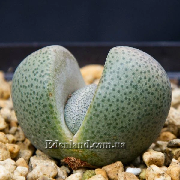 Зображення Плейоспілос Нела - Pleiospilos nelii