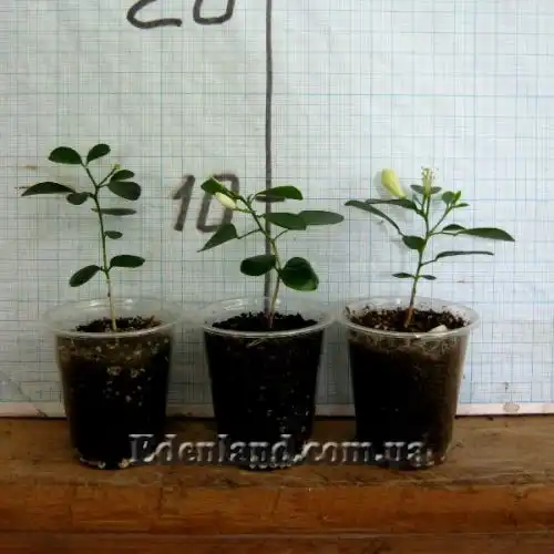 Изображение саженцы в продаже