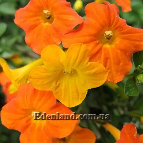 Изображение Стрептосолен Джеймсона - Streptosolen jamesonii