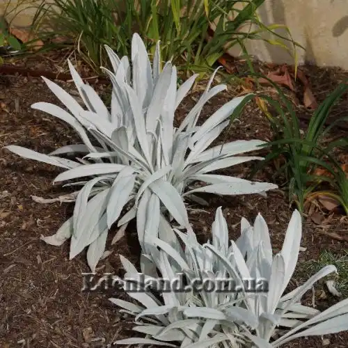 Изображение Сенецио снежно-золотистый - Senecio niveoaureus