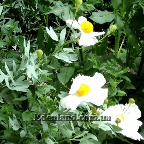 Изображение Ромнея Культера - Romneya coulteri