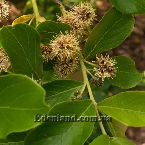 Изображение Комбретум краснолистный - Combretum erythrophyllum 
