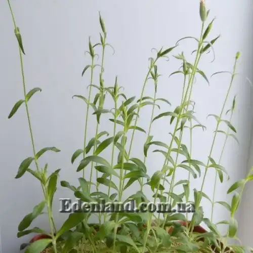Изображение Смолёвка капская - Silene Capensis