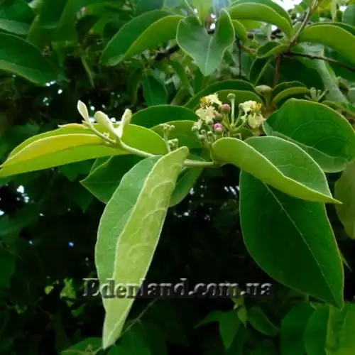 Изображение Мальпигия мексиканская - Malpighia mexicana