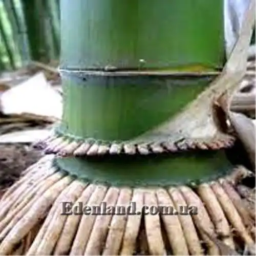 Изображение воздушные корни