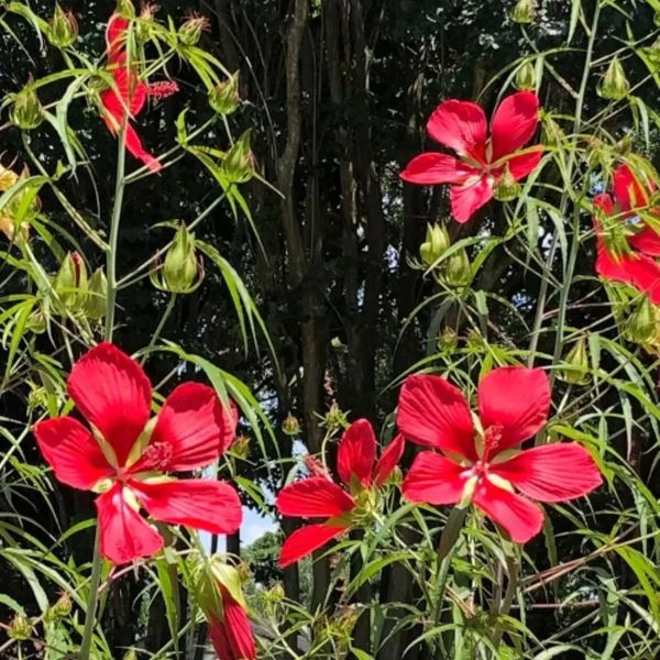 Гібіскус шарлаховий (яскраво-червоний) - Hibiscus coccineus