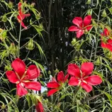 Изображение Гибискус шарлаховый (ярко-красный) - Hibiscus coccineus