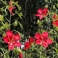 Зображення Гібіскус шарлаховий (яскраво-червоний)