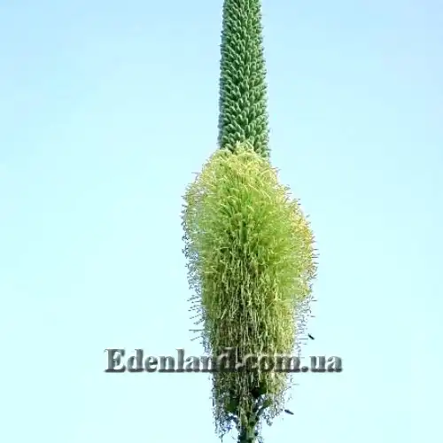 Зображення квітконос