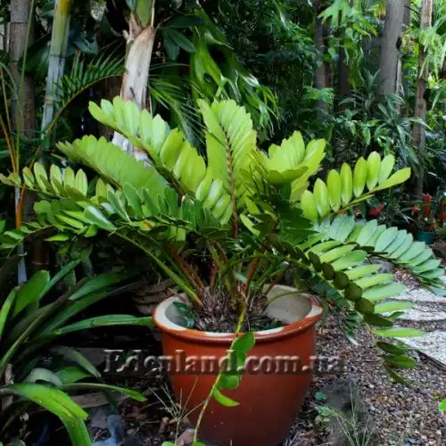 Изображение Замия шершавая - Zamia furfuracea 