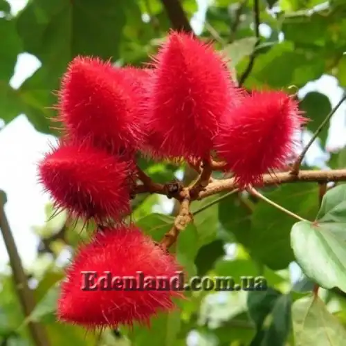 Изображение Бикса Орельяна - Bixa orellana red