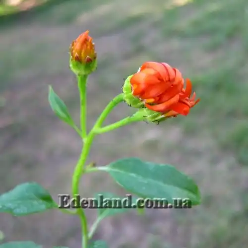 Изображение начало цветения