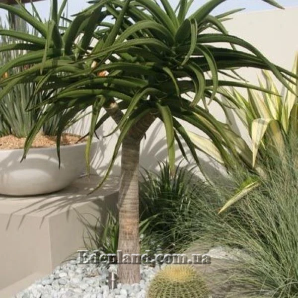 Зображення рослина у композиції