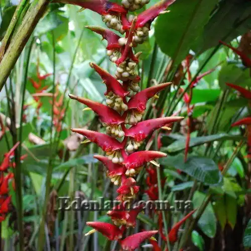 Изображение плоды