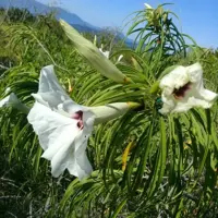 Зображення Іпомея хілопсисоподібна