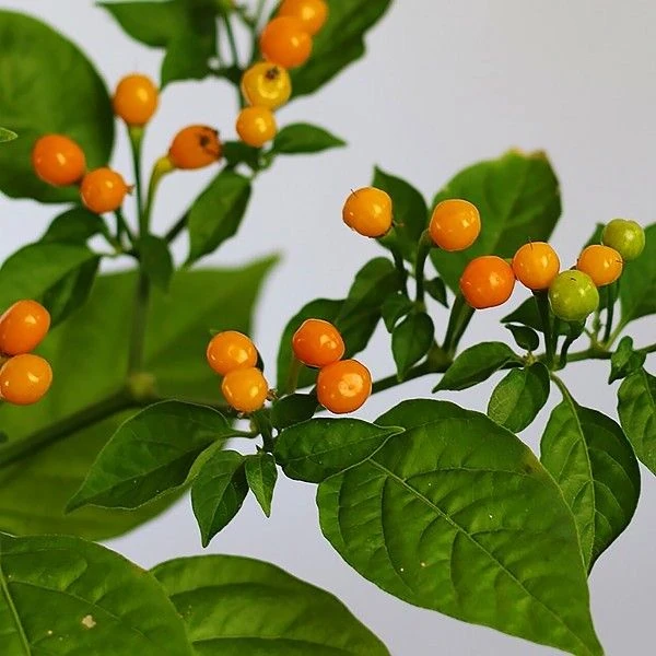 Зображення Перець Аджі Чарапіта жовтий  - Aji Charapita Yellow