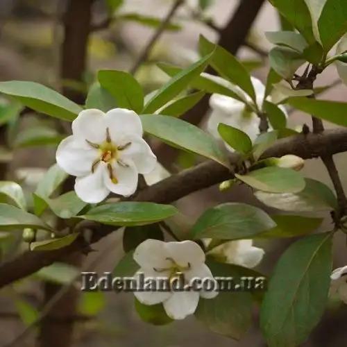 Зображення Тамілнадія болотна - Tamilnadia uliginosa