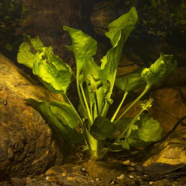 Зображення Оттелія частухоподібна - Ottelia alismoides 