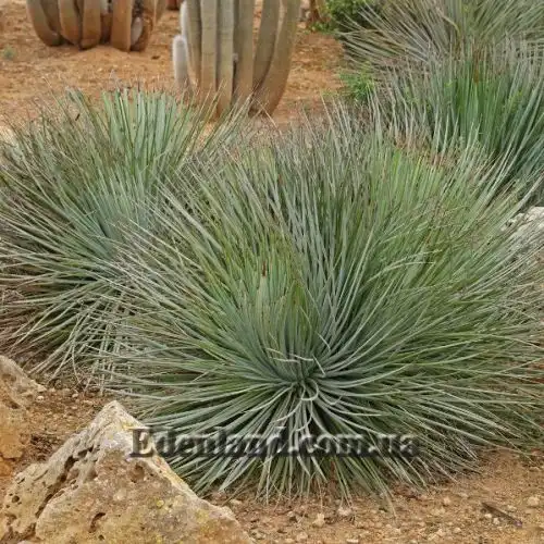 Изображение Агава полосатая - Agave striata 