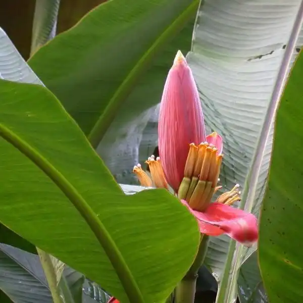 Изображение цветок и молодые плоды