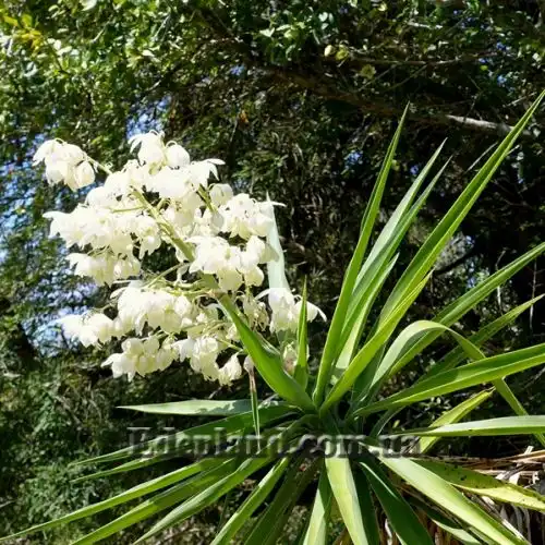 Изображение Юкка гигантская - Yucca gigantea