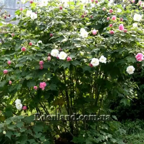 Зображення Гібіскус мінливий - Hibiscus mutabilis