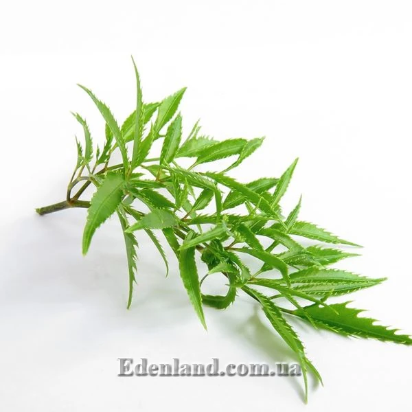 Зображення Полісціас чагарниковий - Polyscias fruticosa