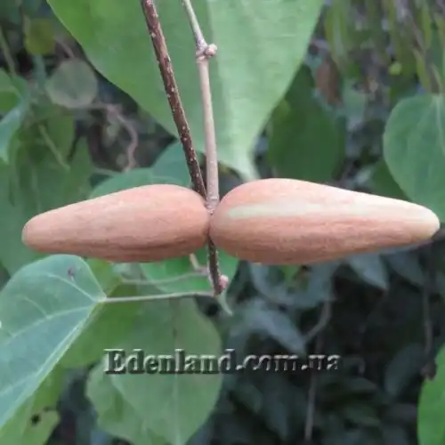 Изображение Дрежея вьющаяся - Dregea volubilis