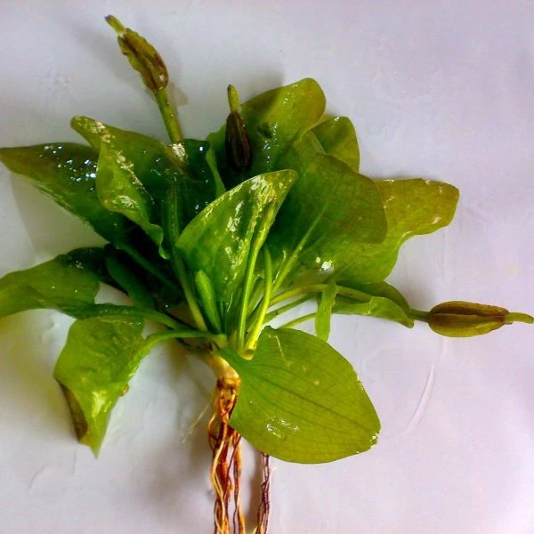 Зображення Оттелія частухоподібна - Ottelia alismoides 