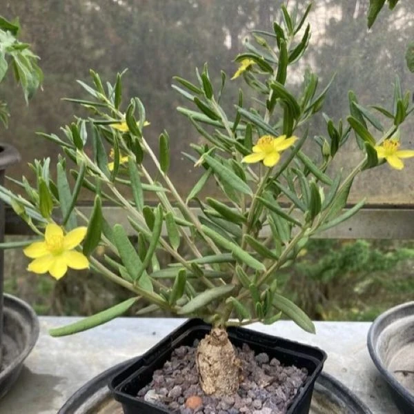 Зображення Талінум кафрський - Talinum caffrum  