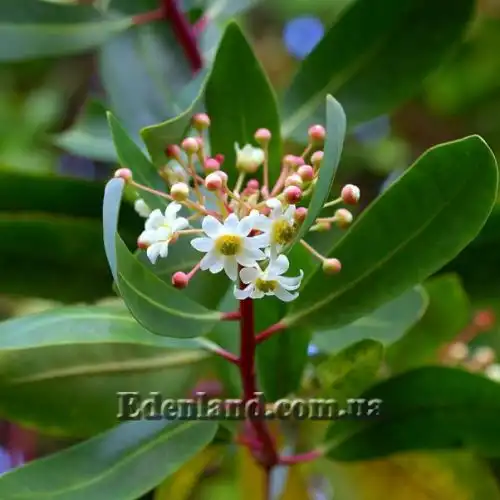 Изображение Дримис Винтера - Drimys winteri