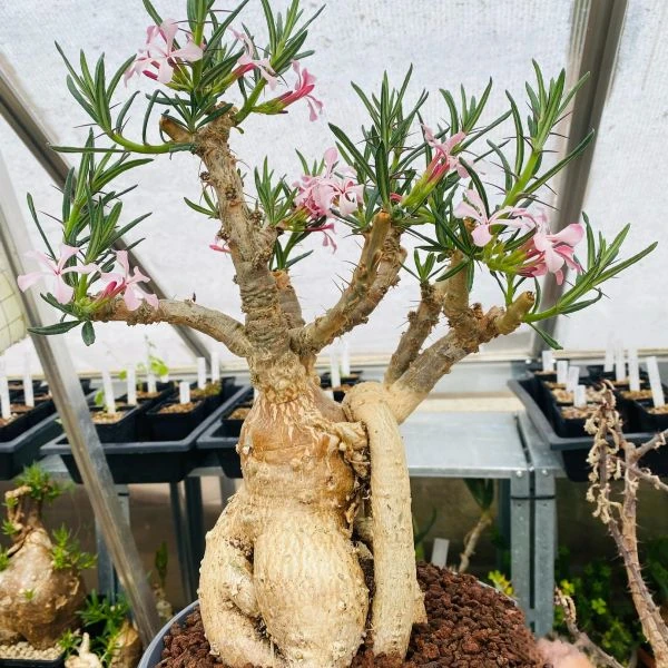 Зображення Пахіподіум сукулентний  - Pachypodium succulentum 