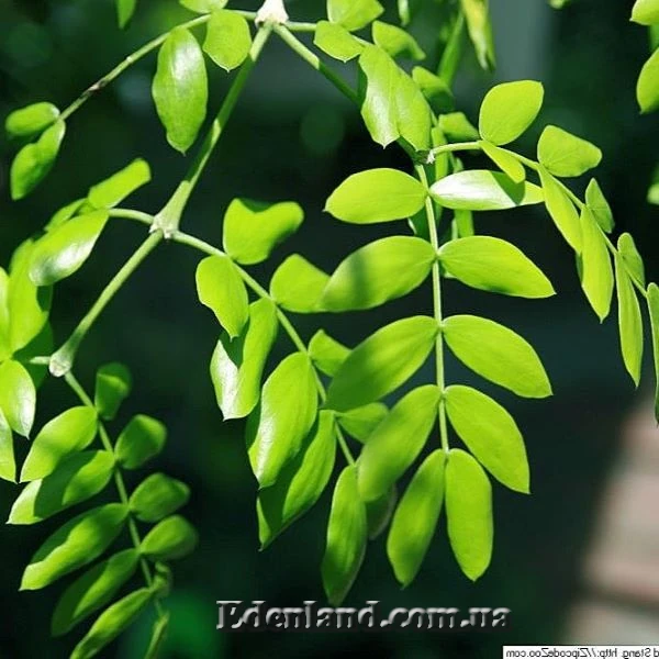 Изображение листья