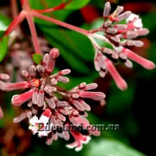 Изображение Цинхона пушистая - Cinchona pubescens