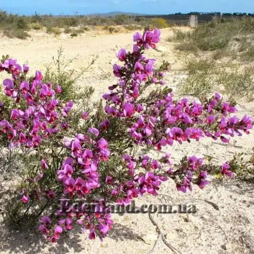 Зображення Гомфолобіум шорсткий - Gompholobium scabrum