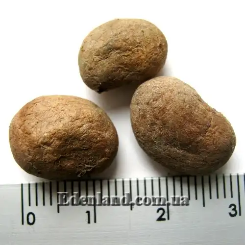 Изображение семена