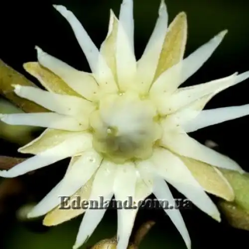 Изображение цветок