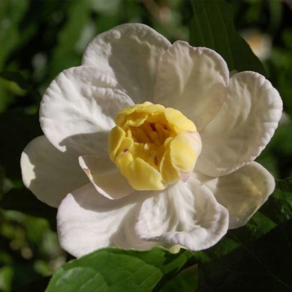 Изображение Синокаликантус китайский - Sinocalycanthus chinensis