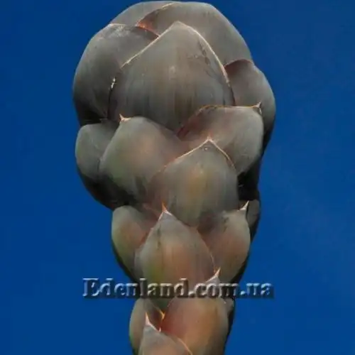 Изображение цветочная кисть