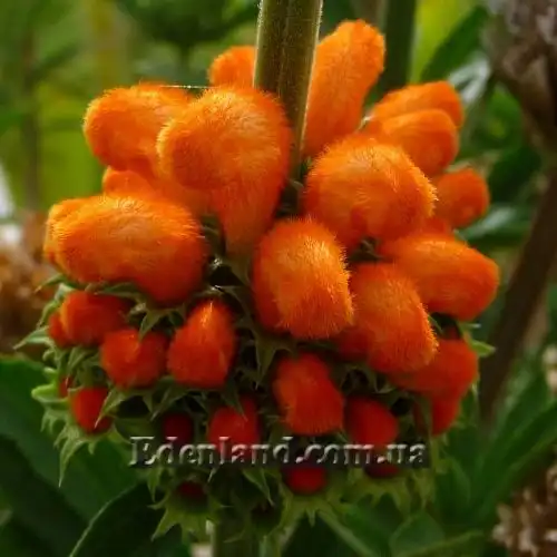 Зображення бутони