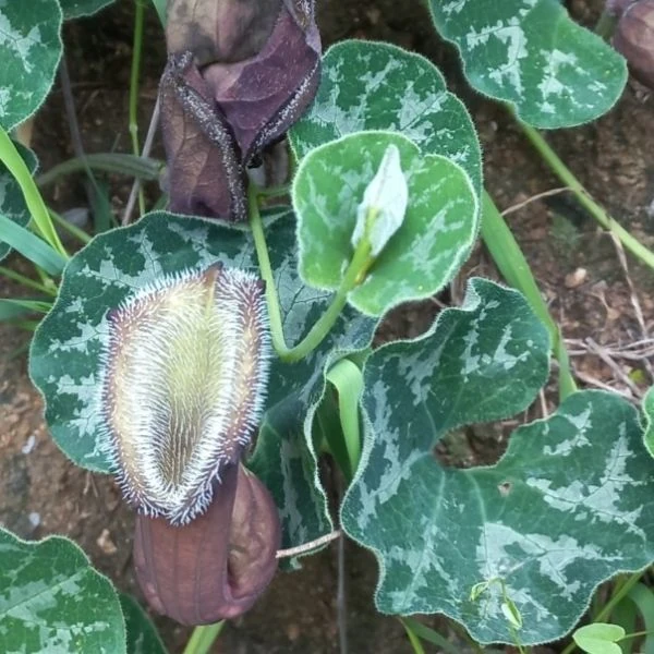 Зображення Хвилівник (Аристолохія) чилійський - Aristolochia chilensis 