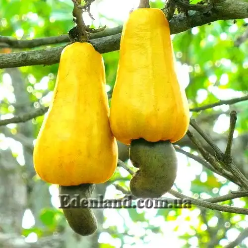 Изображение сорт с желтыми