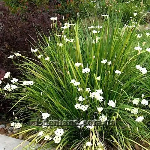 Зображення квітучий кущ